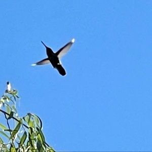 Meet your Posher, Zoe